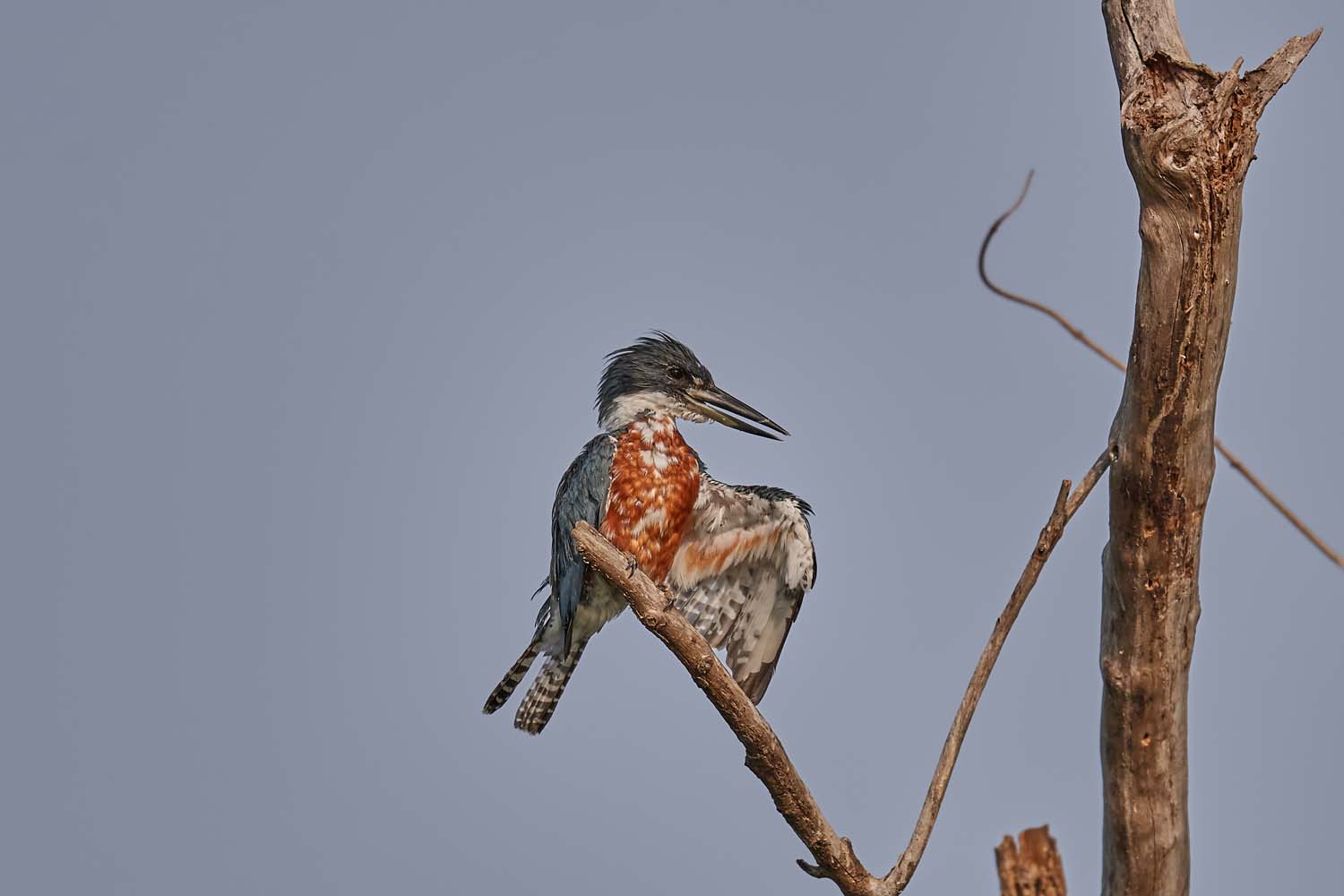 ROTBRUSTFISCHER – RINGED KINGFISHER