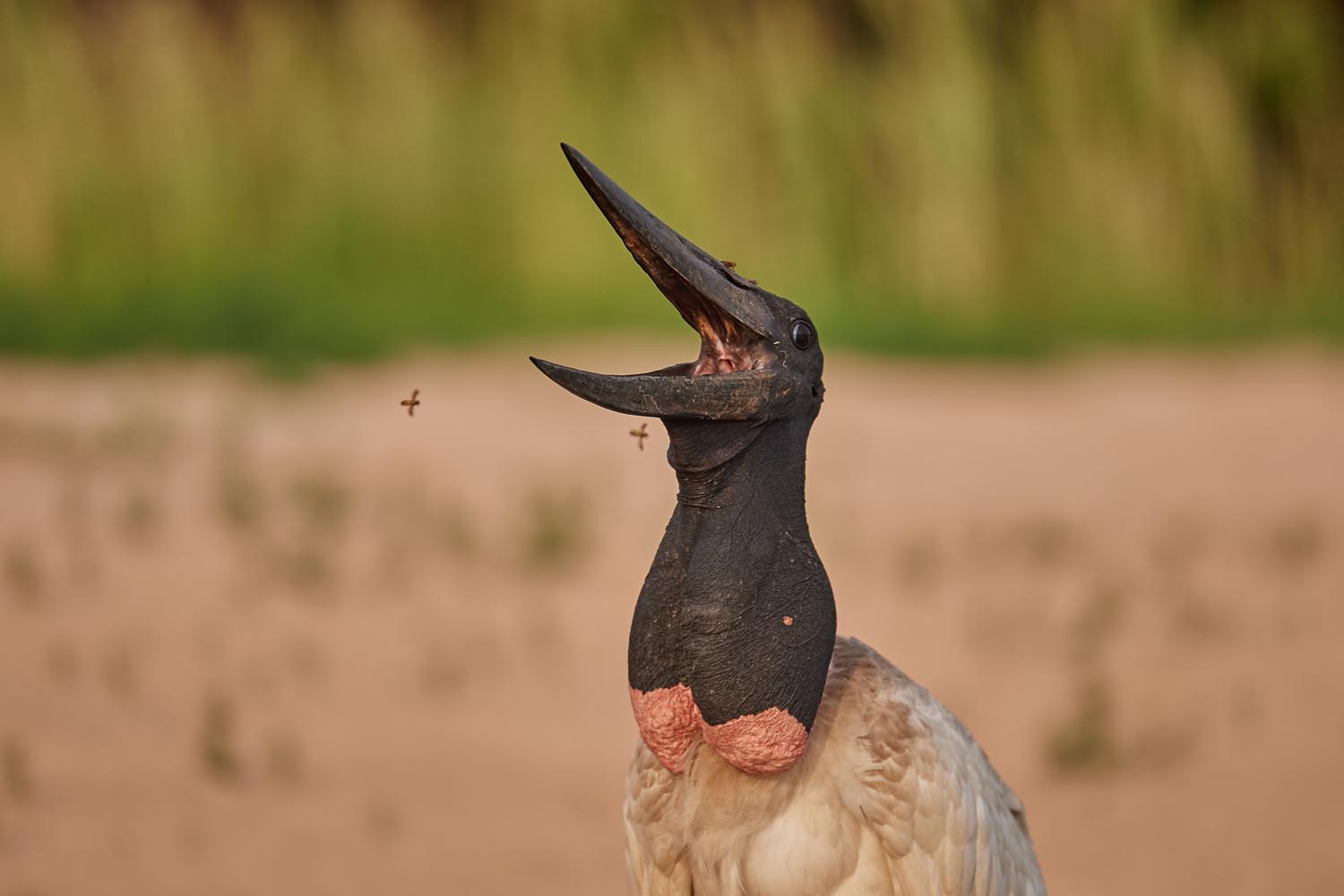 JABIRU