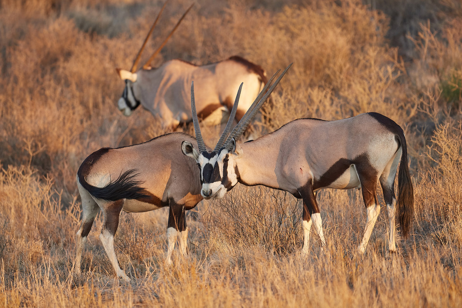 ORYX (SPIESSBOCK) - GEMSBOK