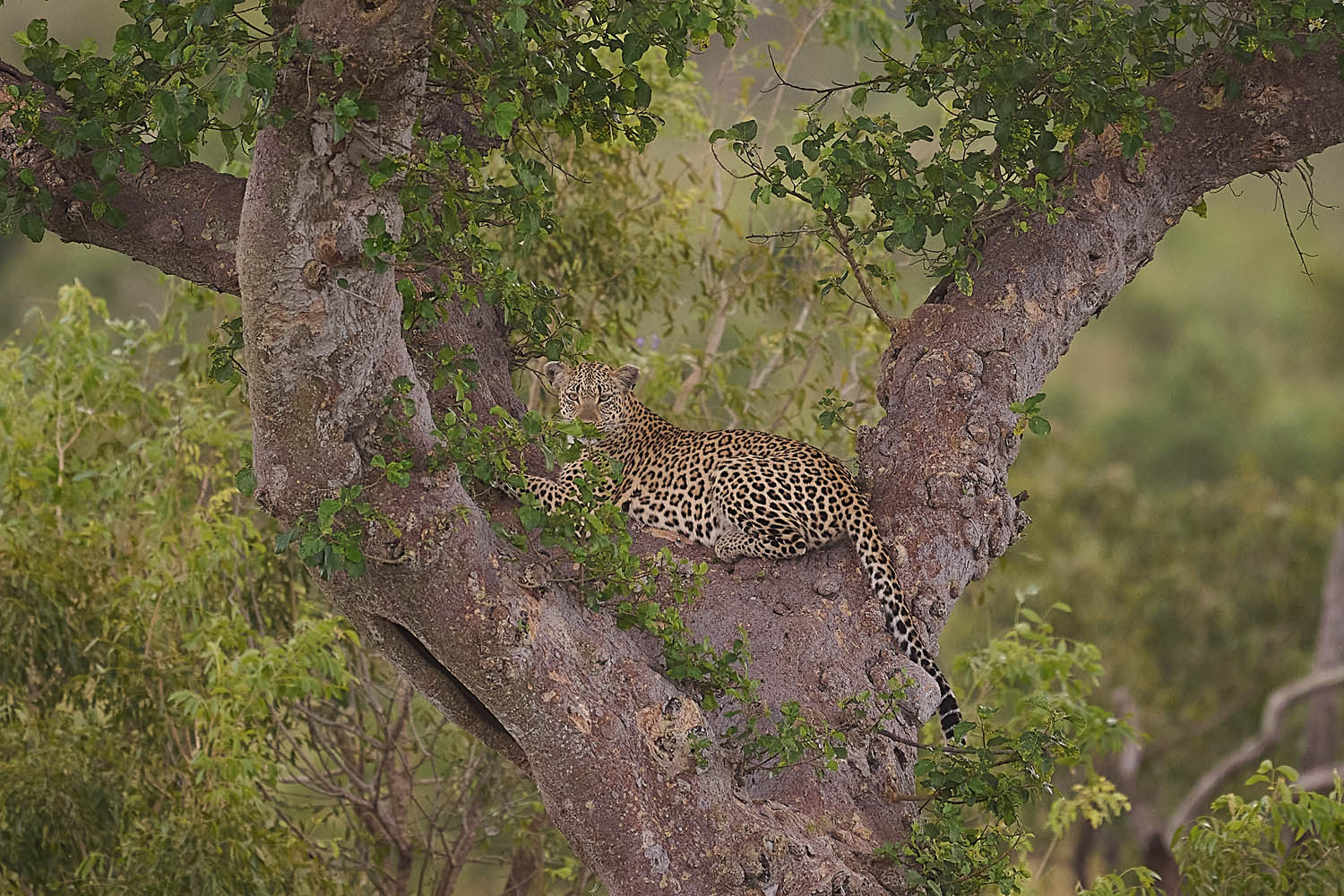 LEOPARD