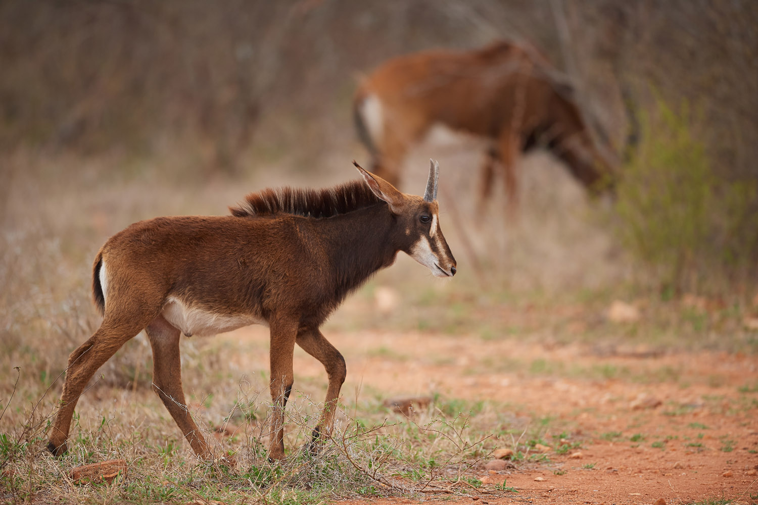 RAPPENANTILOPE – SABLE ANTELOPE