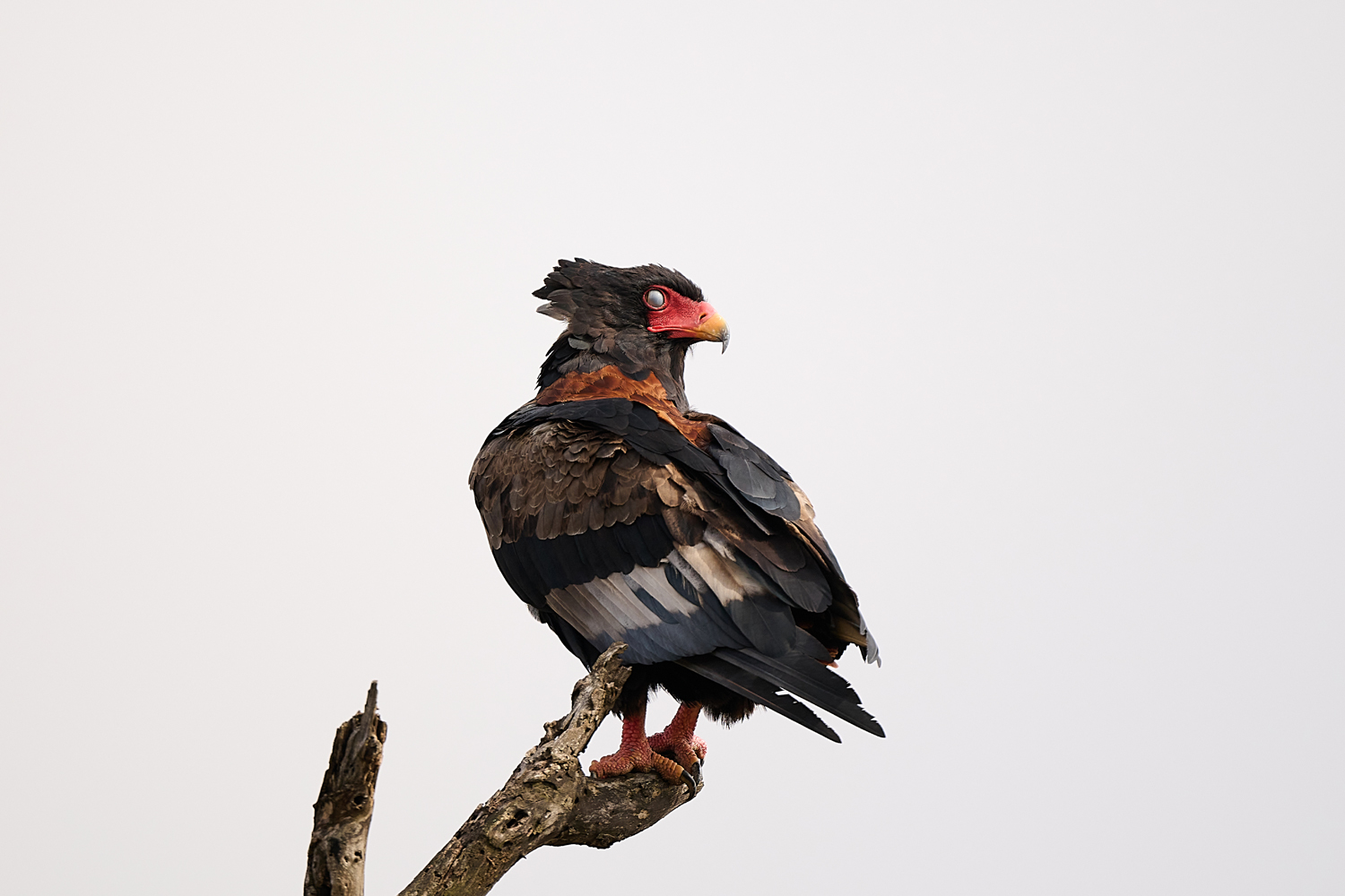 GAUKLER – BATELEUR