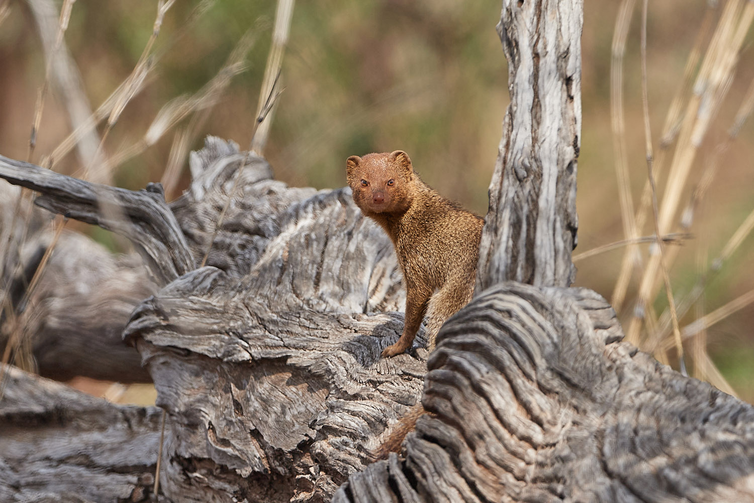 SCHLANKMANGUSTE - SLENDER MONGOOSE