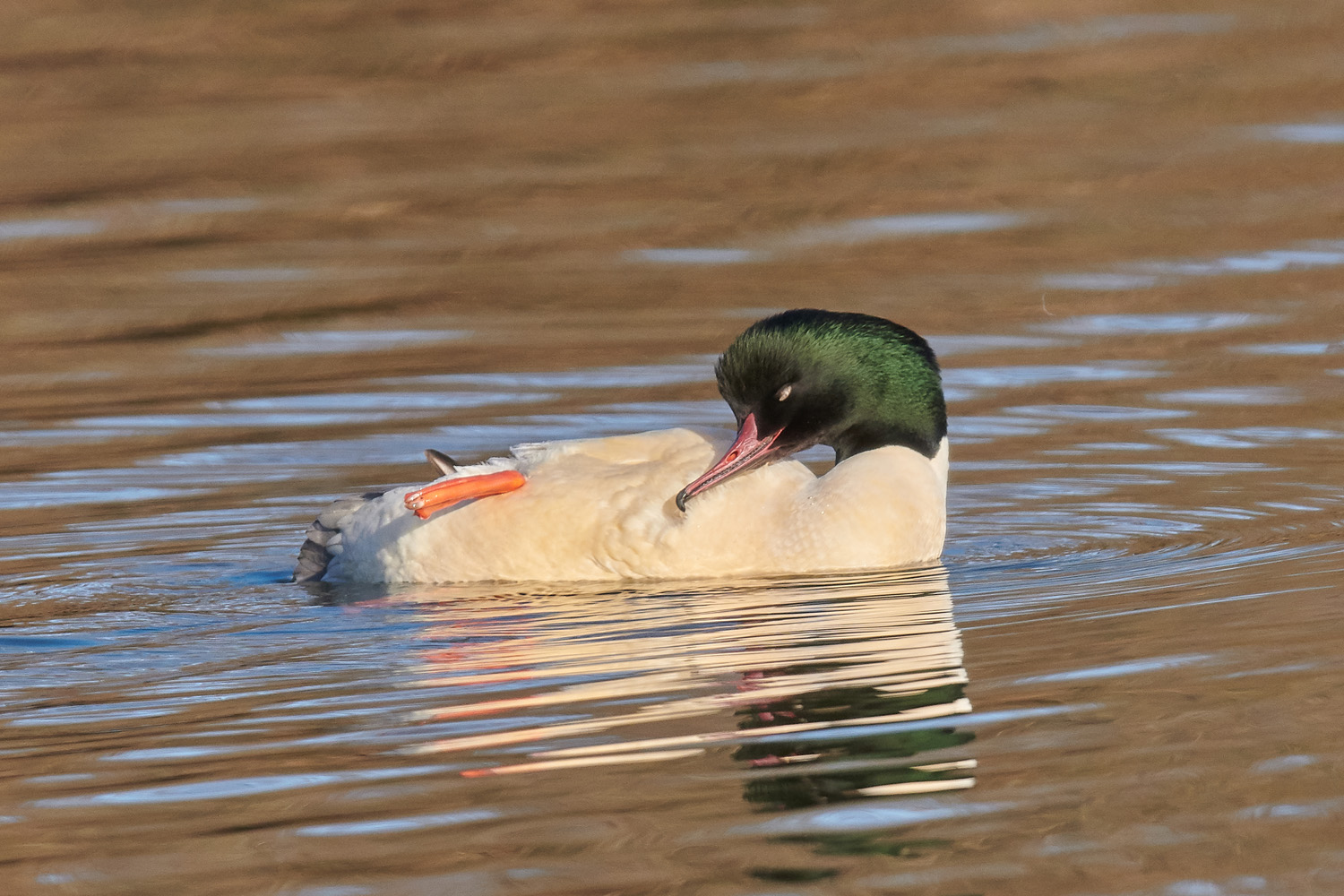 GÄNSESÄGER - GOOSANDER