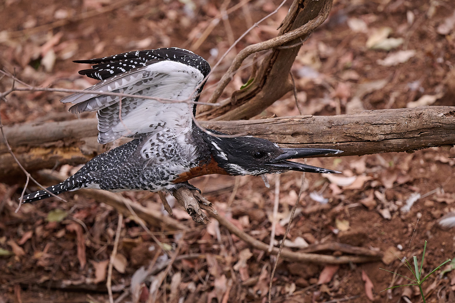RIESENFISCHER - GIANT KINGFISHER