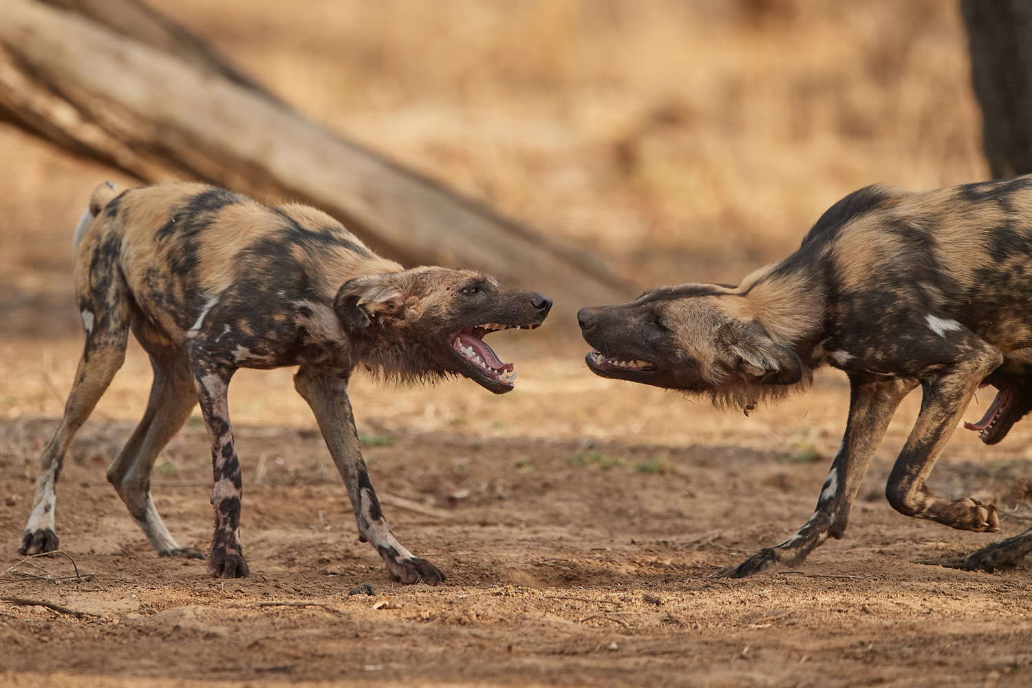 WILDHUND - WILD DOG