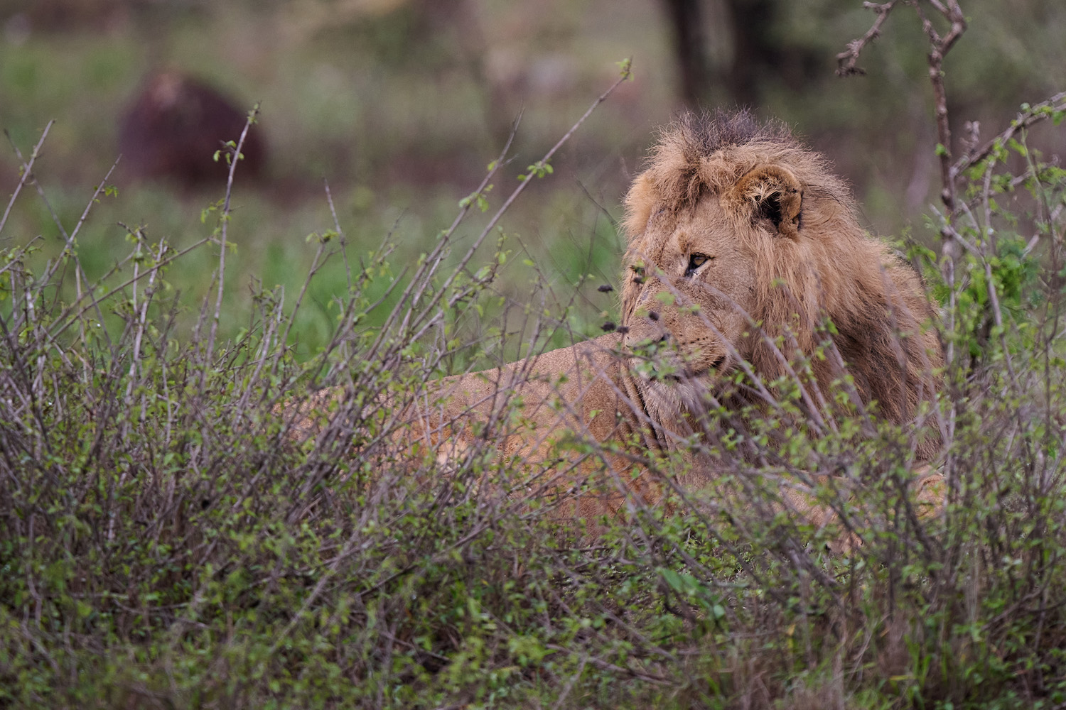 LÖWE - LION