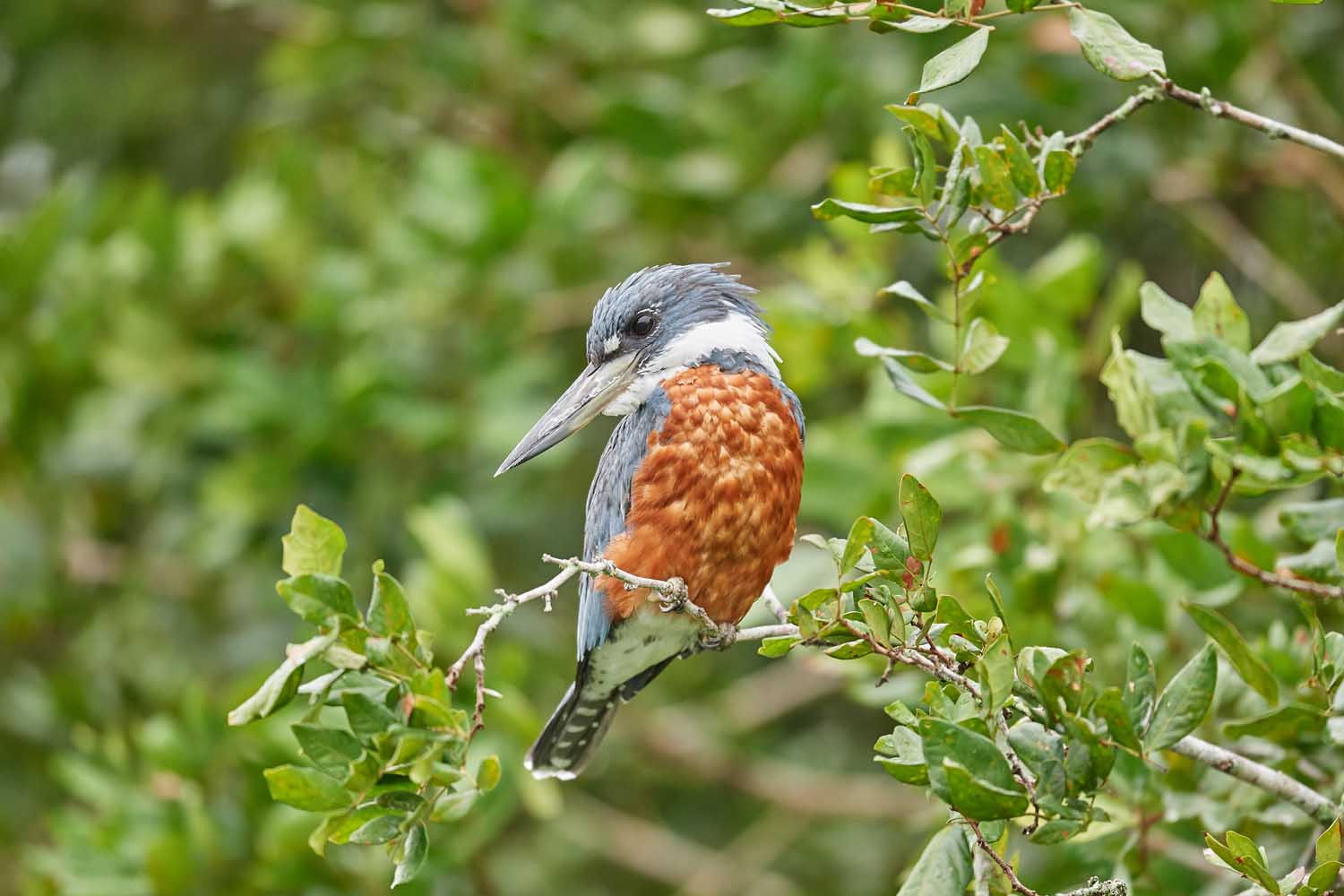 ROTBRUSTFISCHER – RINGED KINGFISHER