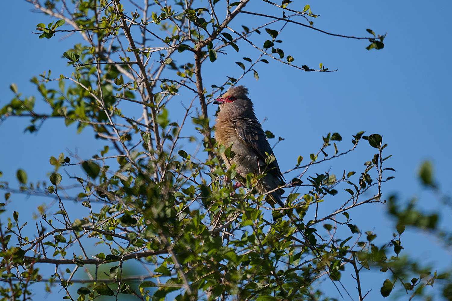 ROTZÜGEL-MAUSVOGEL - RED-FACED MOUSEBIRD