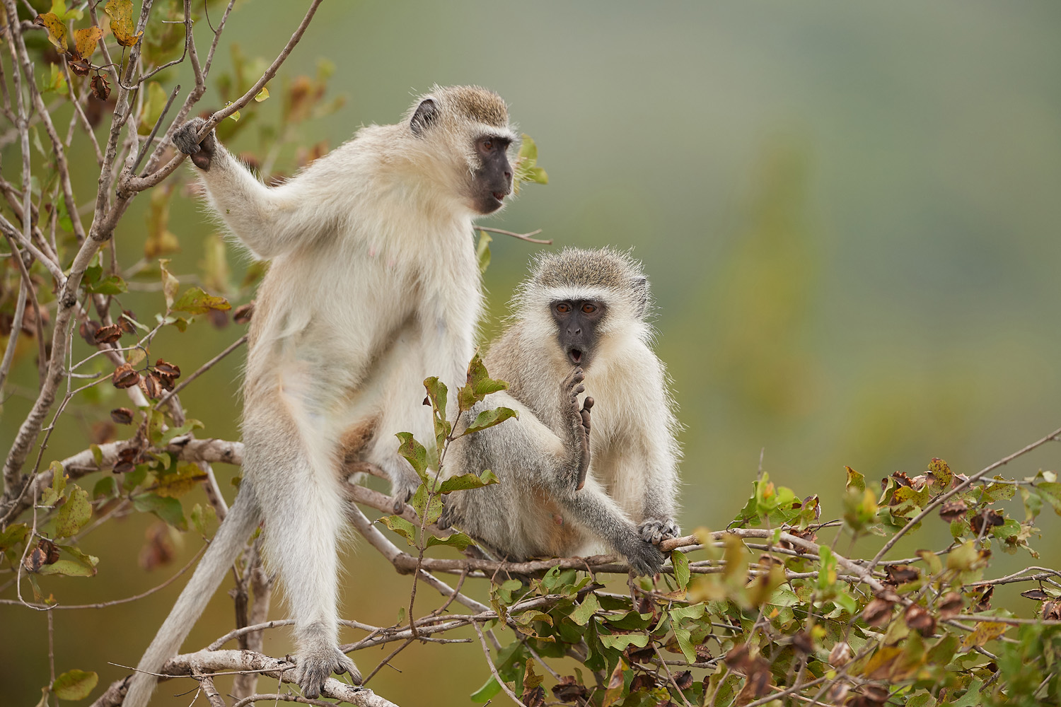 GRÜNMEERKATZE - VERVET MONKEY