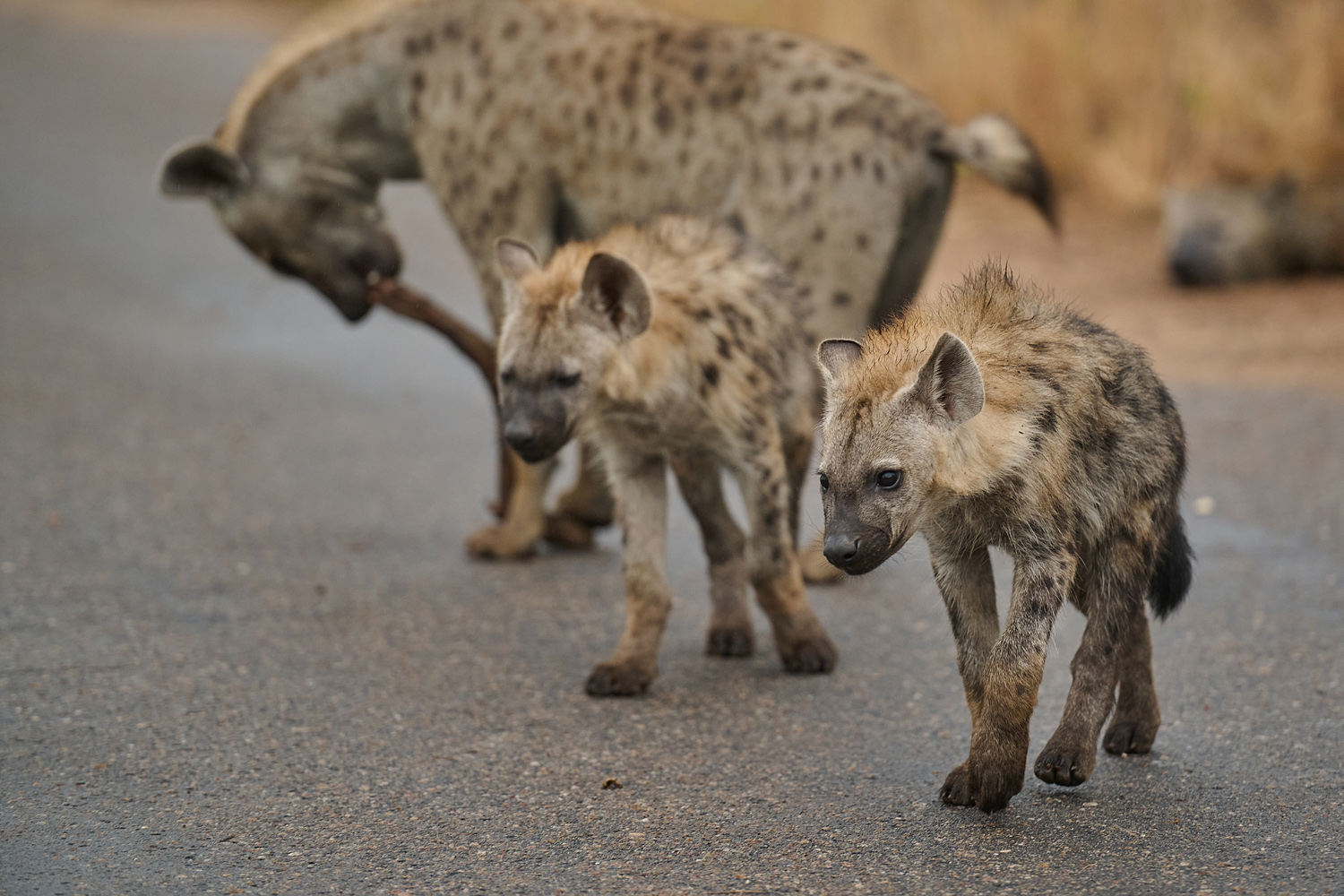 TÜPFELHYÄNE – SPOTTED HYENA
