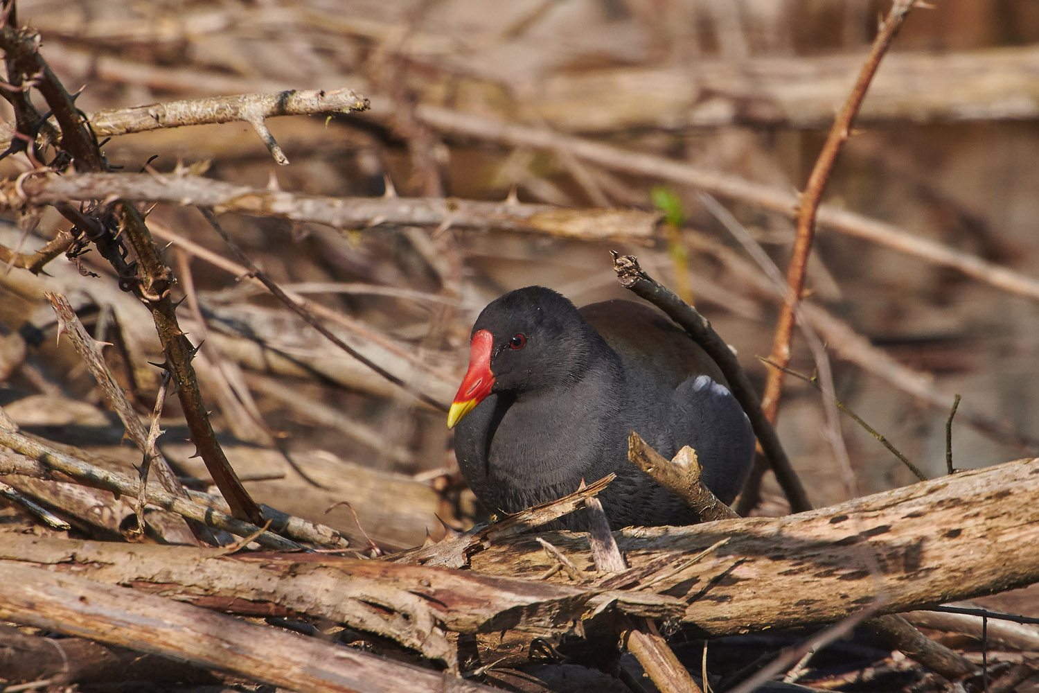 TEICHHUHN – MOORHEN