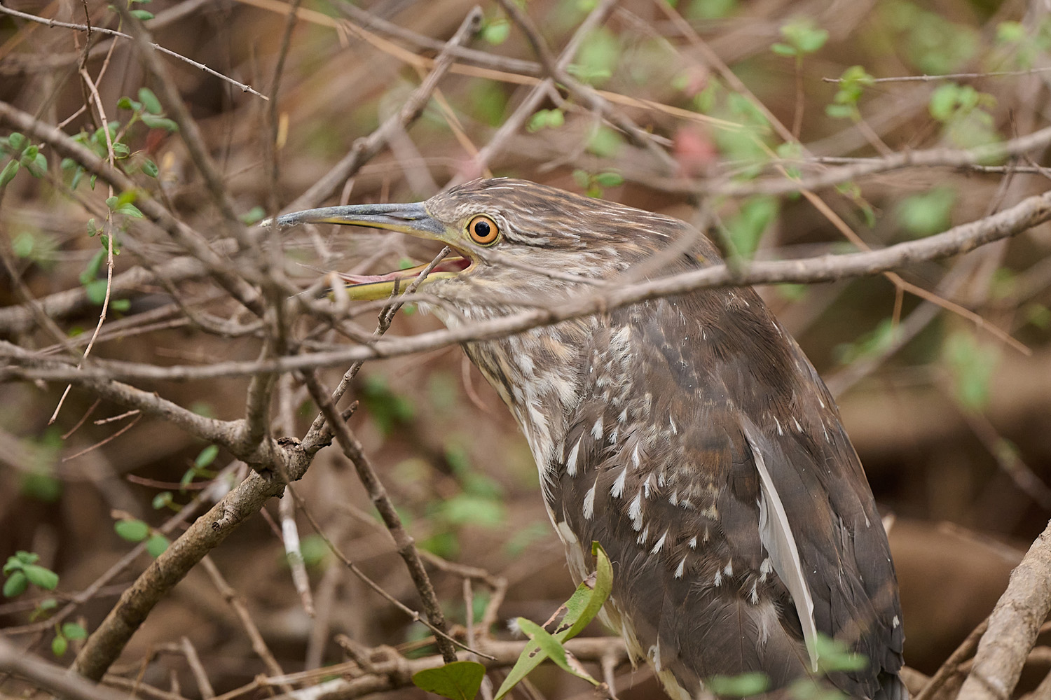 NACHTREIHER – BLACK-CROWNED NIGHT HERON