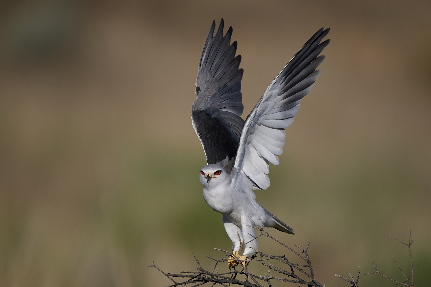 GLEITAAR - BLACK-SHOULDERED KITE