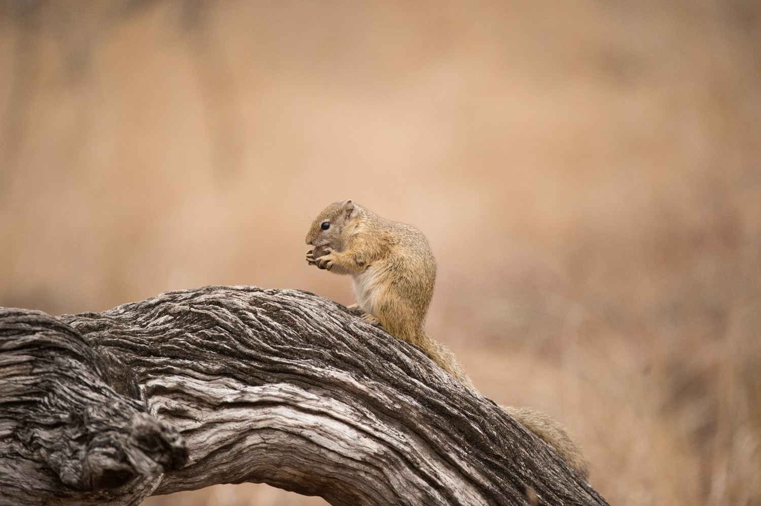 BUSCHHÖRNCHEN - TREE SQUIRREL