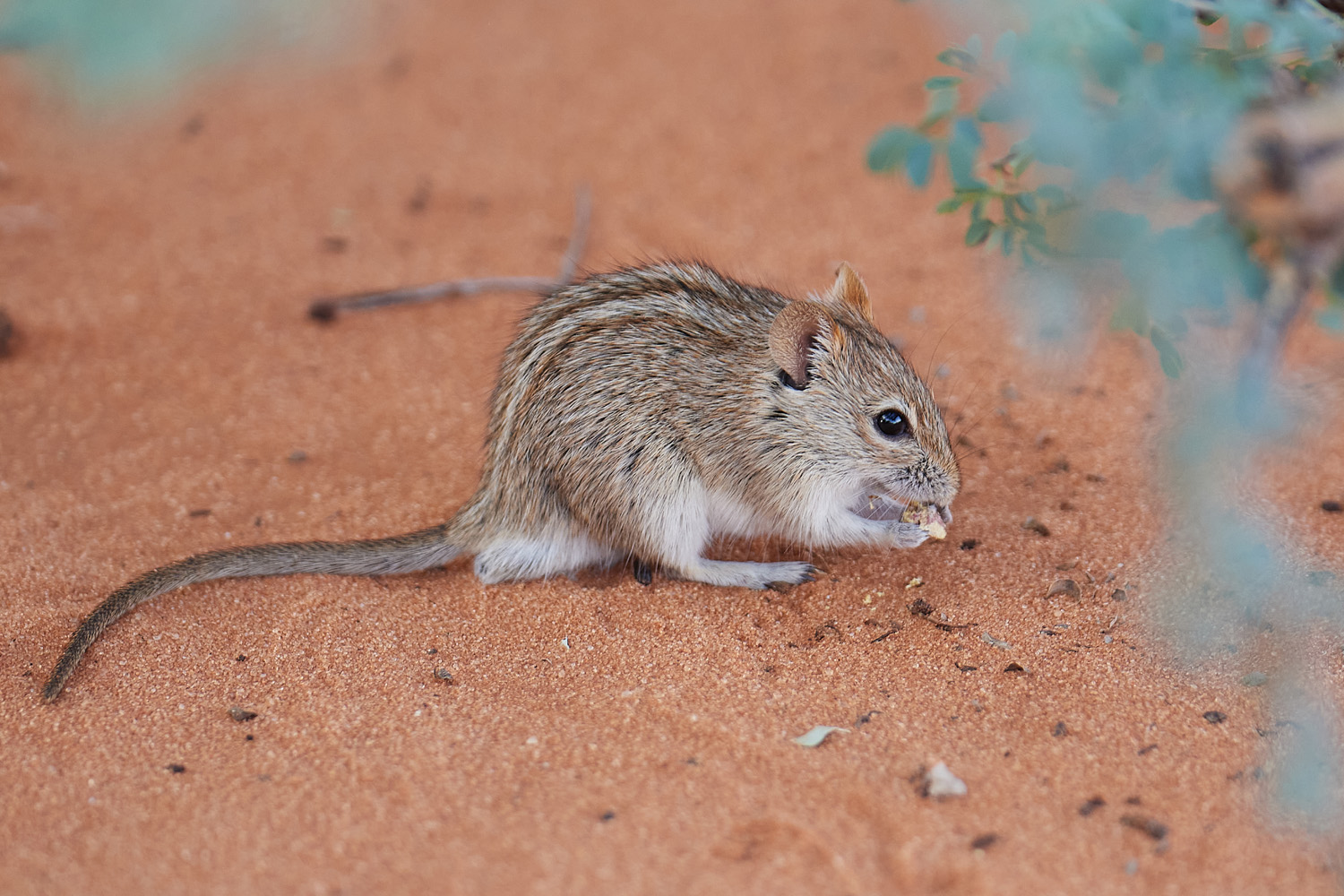 AFRIKANISCHE STRIEMEN-GRASMAUS – STRIPED GRASS MOUSE