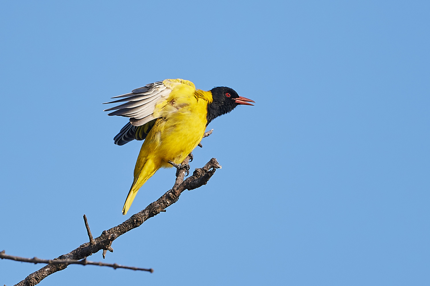 MASKENPIROL - BLACK-HEADED ORIOLE