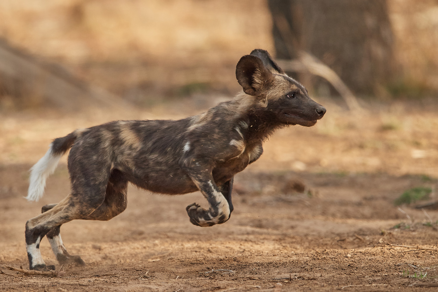 WILDHUND - WILD DOG