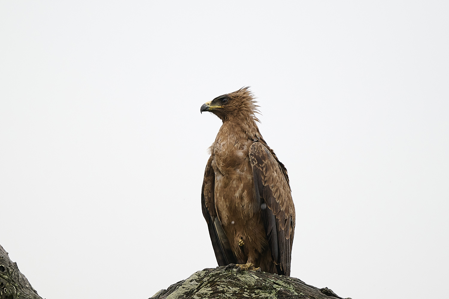 WAHLBERGSADLER – WAHLBERG’S EAGLE