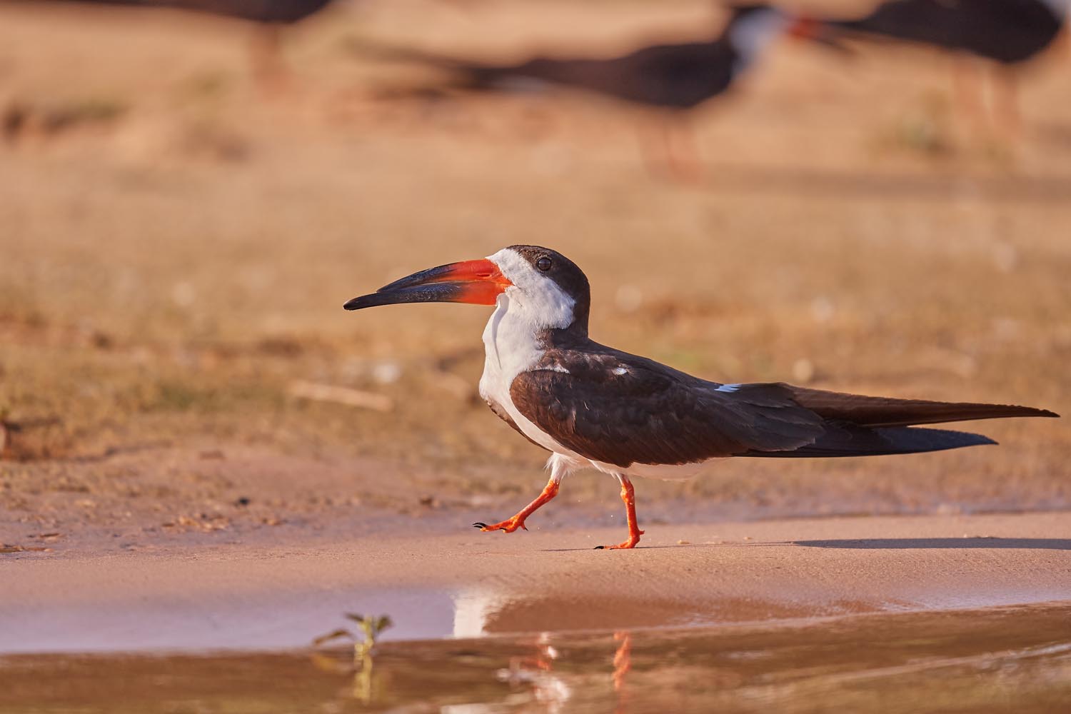 SCHWARZMANTEL-SCHERENSCHNABEL – BLACK SKIMMER