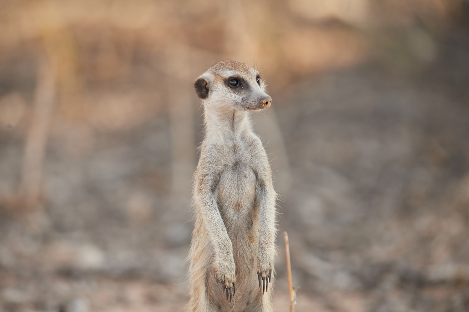 ERDMÄNNCHEN - MEERKAT