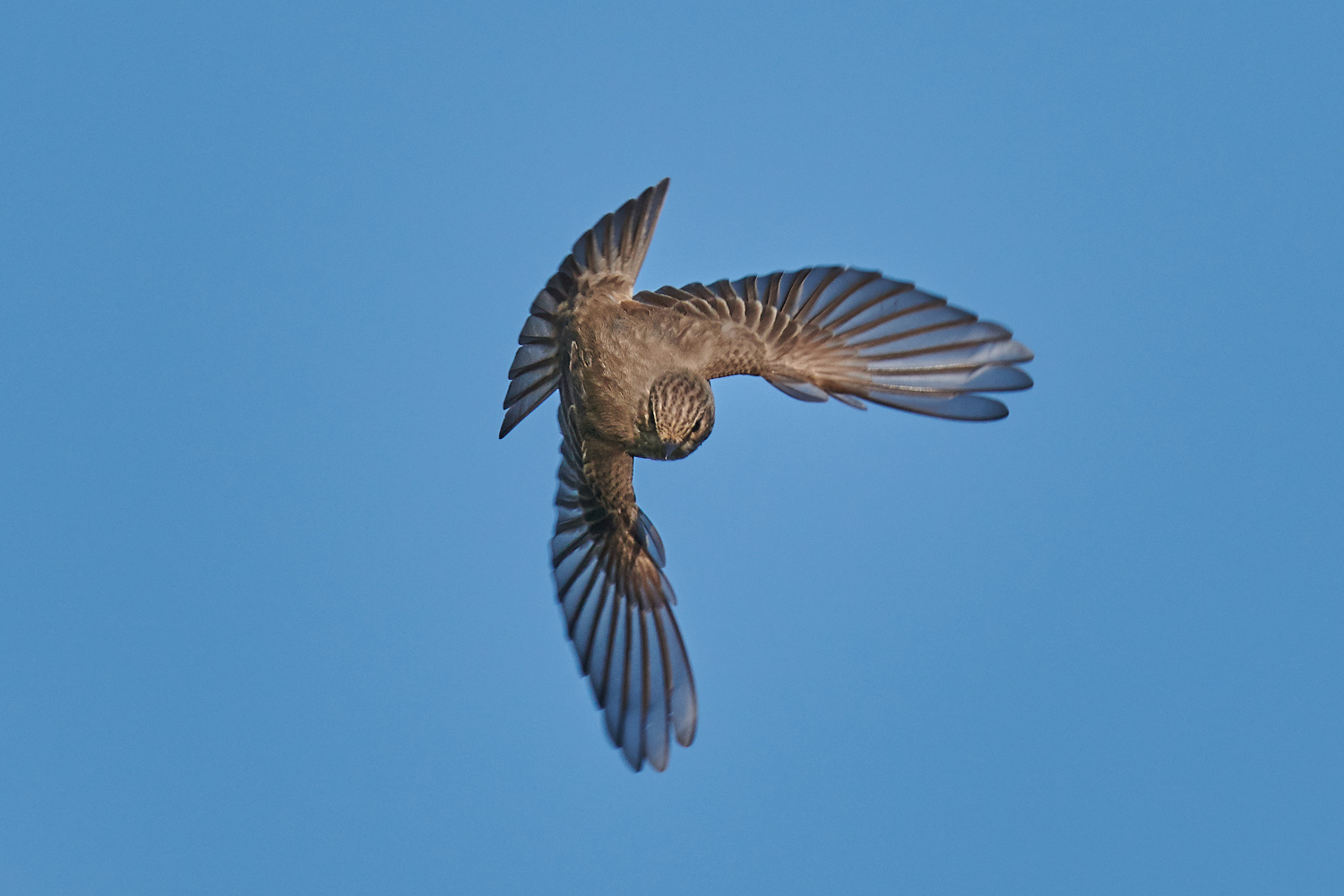 GRAUSCHNÄPPER – SPOTTED FLYCATCHER