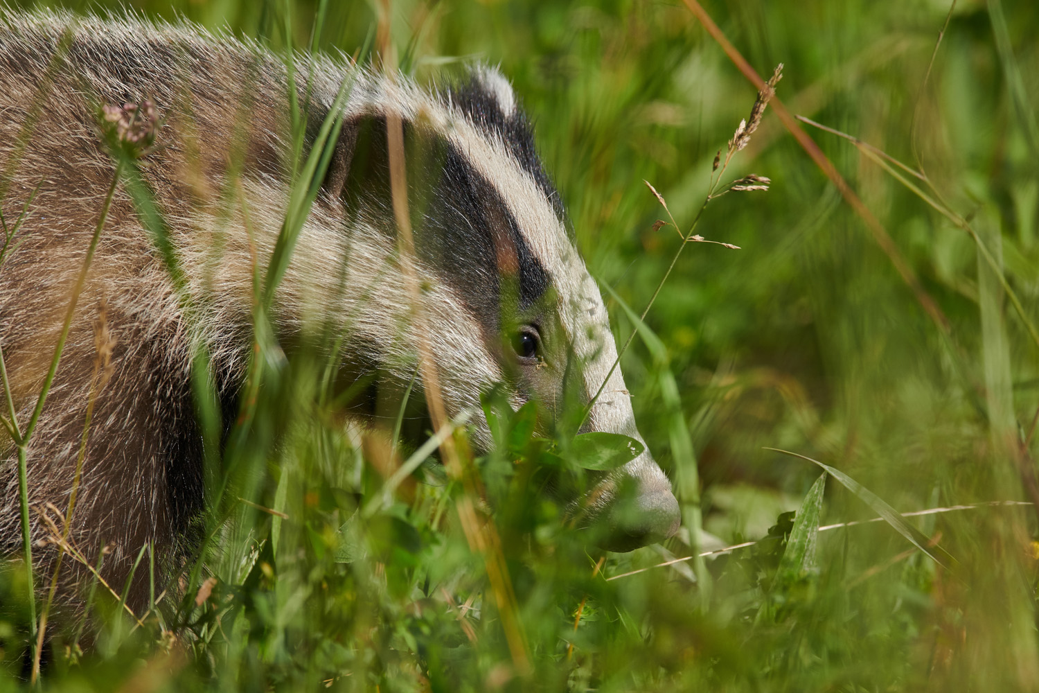 DACHS - BADGER