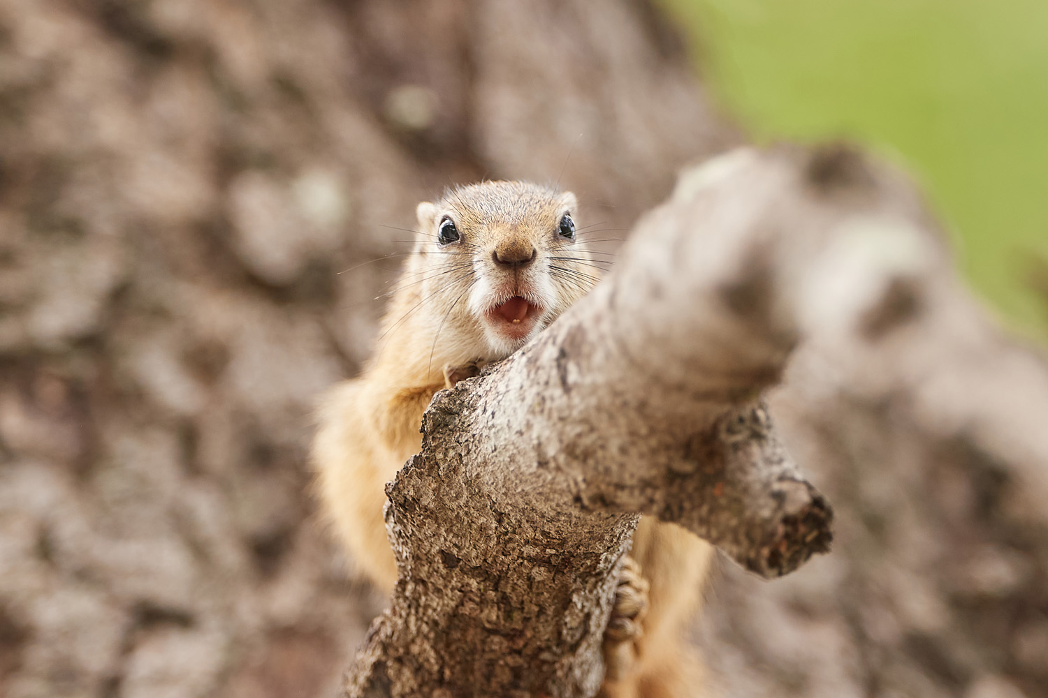 BUSCHHÖRNCHEN - TREE SQUIRREL