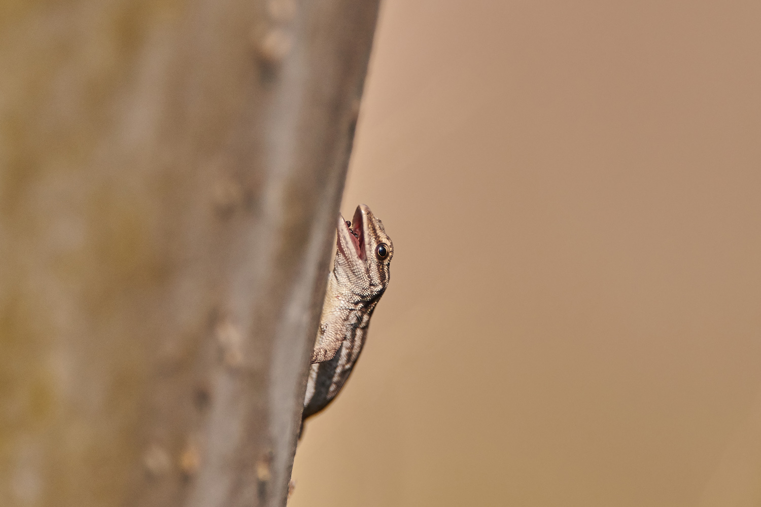 GEMEINER ZWERGGECKO - COMMON DWARF GECKO