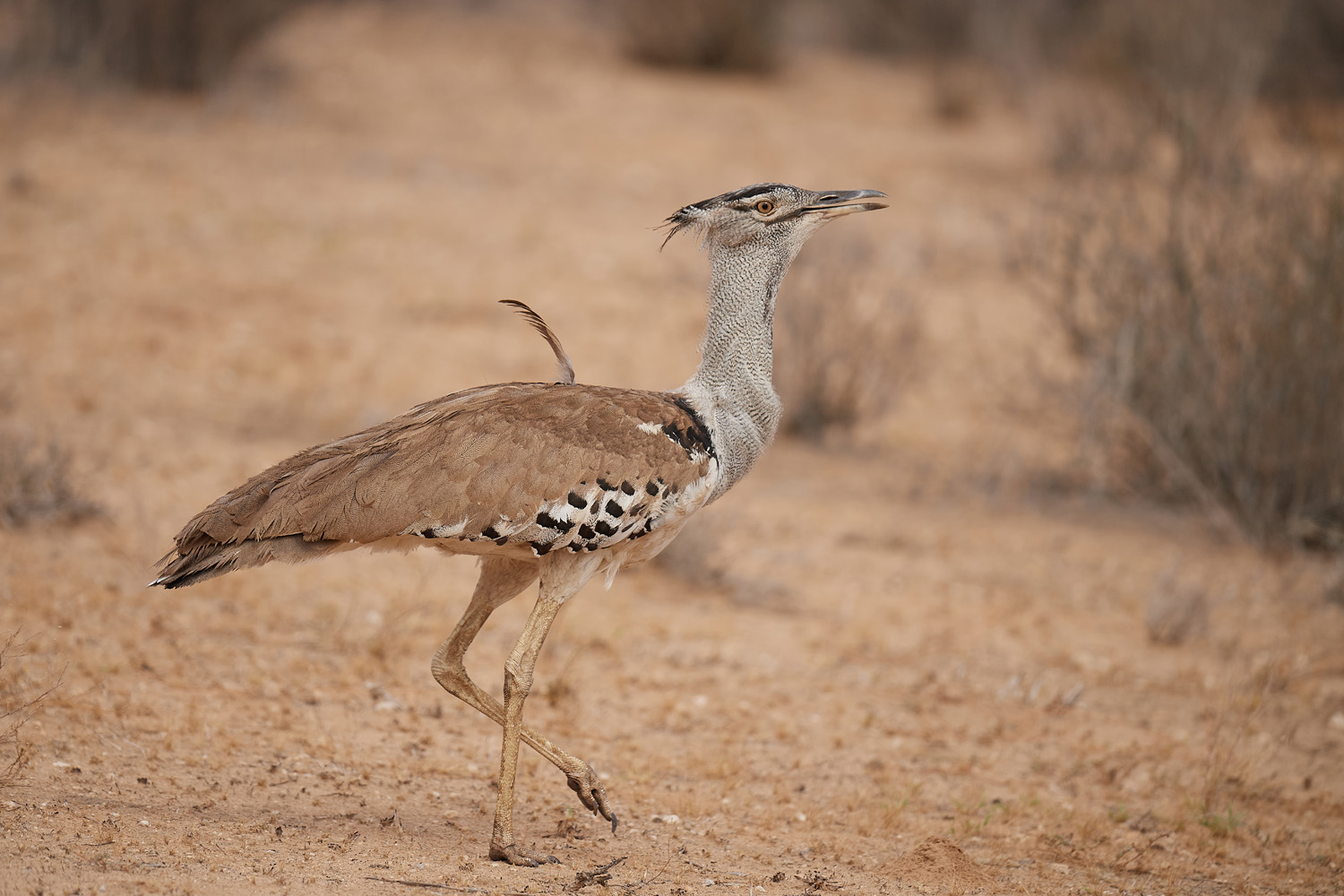 RIESENTRAPPE - KORI BUSTARD