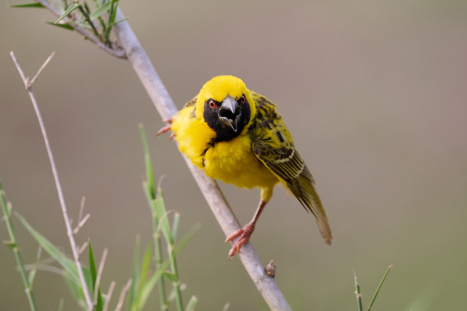 TEXTOR - VILLAGE WEAVER