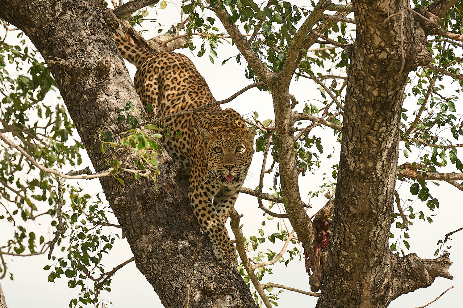 LEOPARD