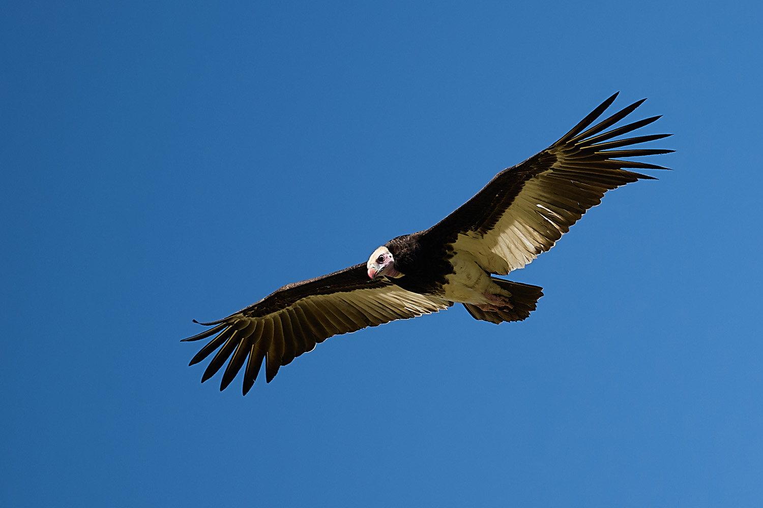 WOLLKOPFGEIER - WHITE-HEADED VULTURE