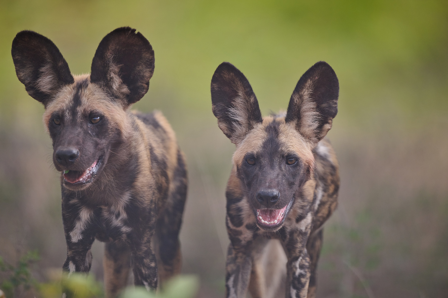 WILDHUND - WILD DOG