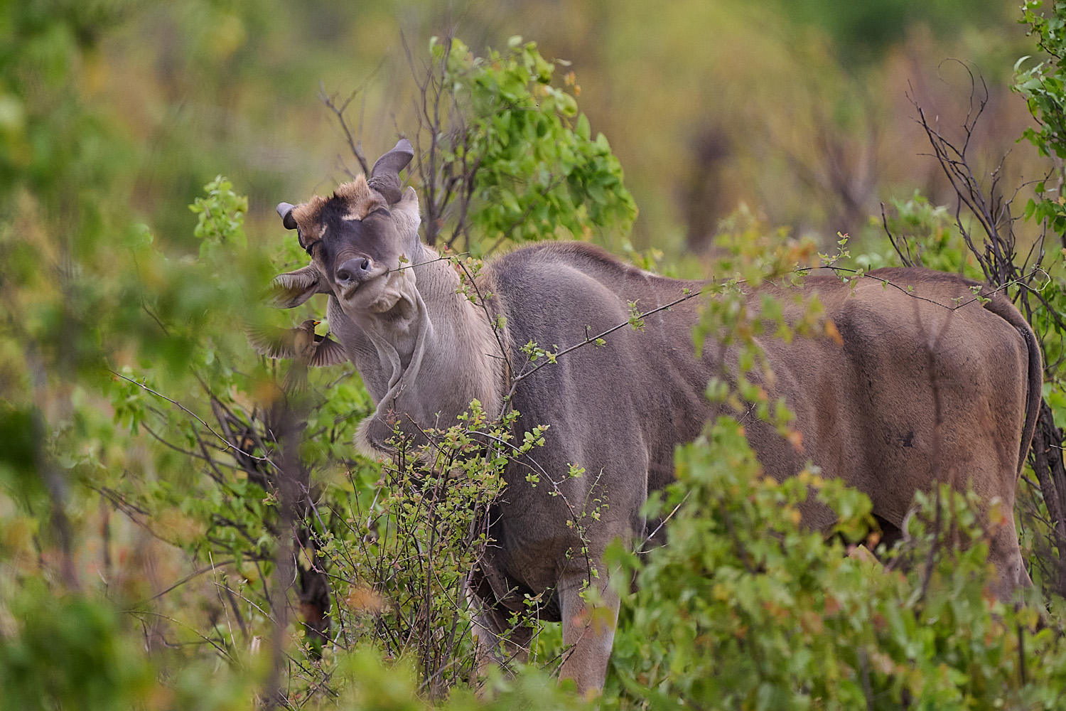 ELENANTILOPE - ELAND