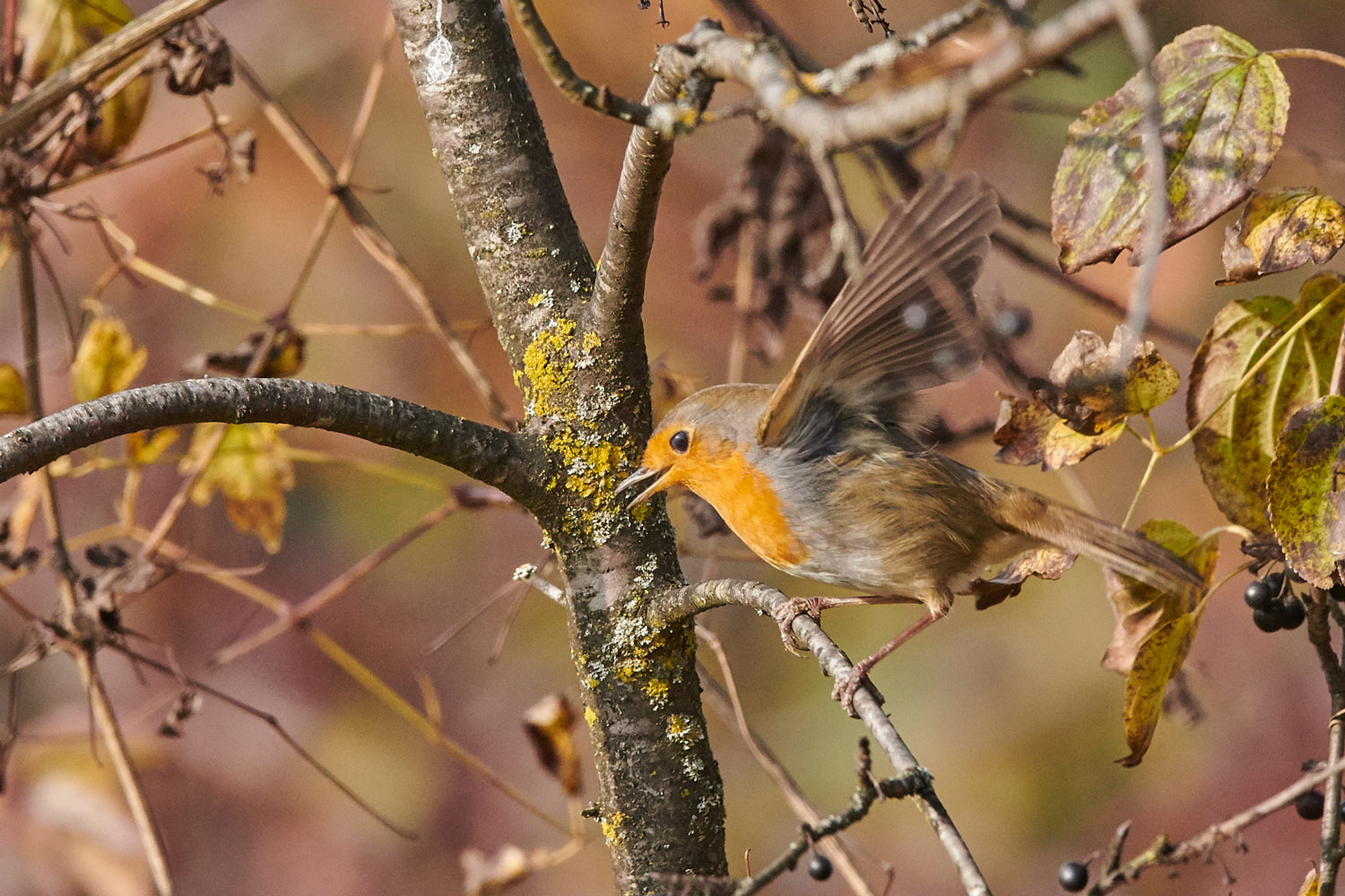 ROTKEHLCHEN – ROBIN