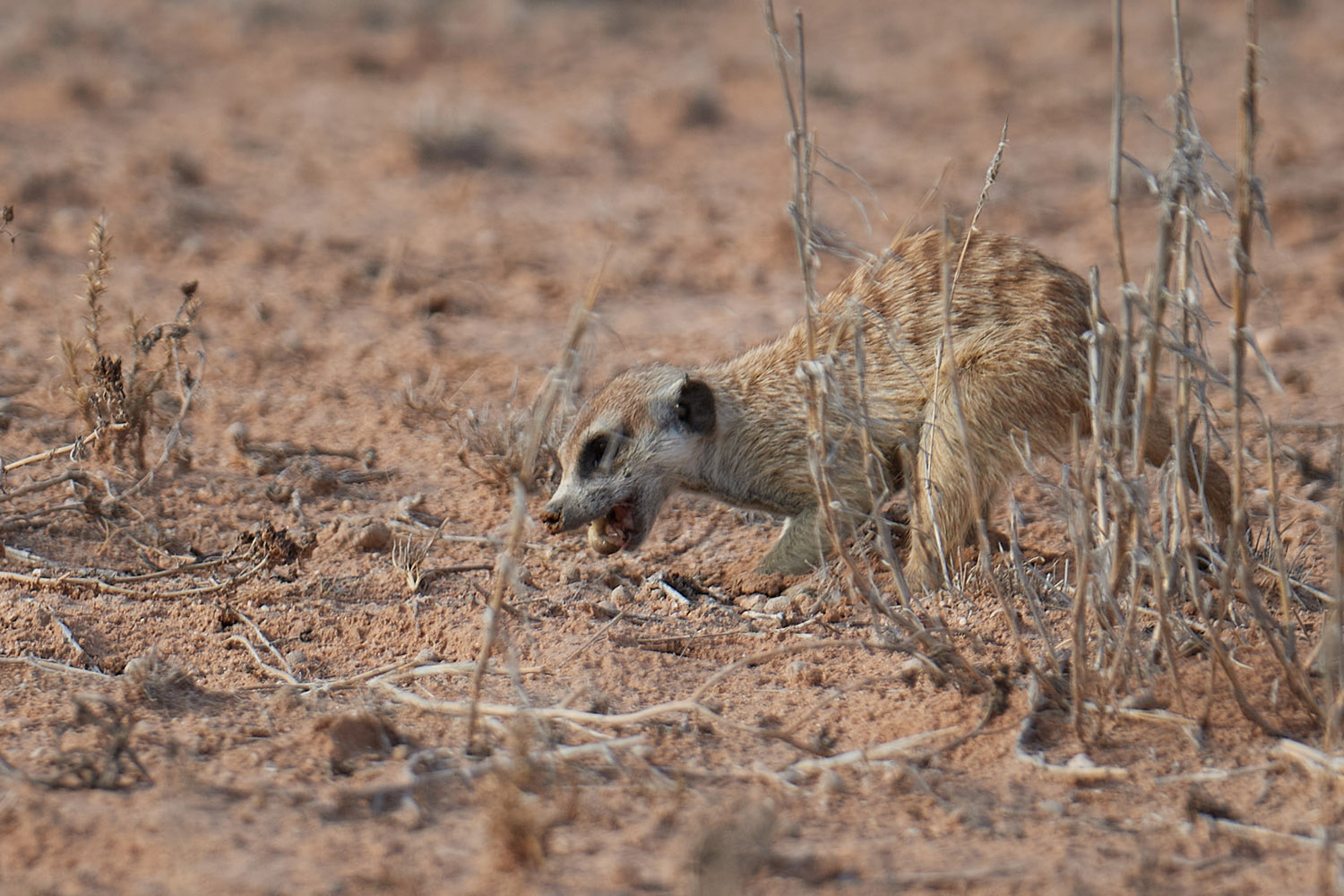 ERDMÄNNCHEN - MEERKAT