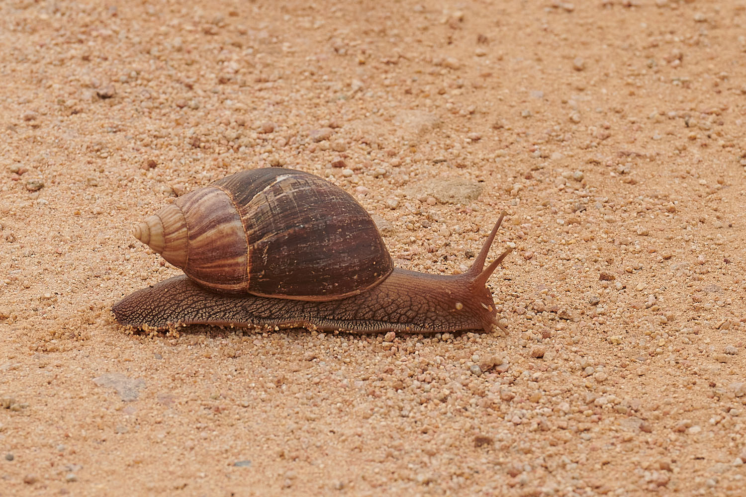 GROSSE ACHATSCHNECKE – GIANT AFRICAN LAND SNAIL