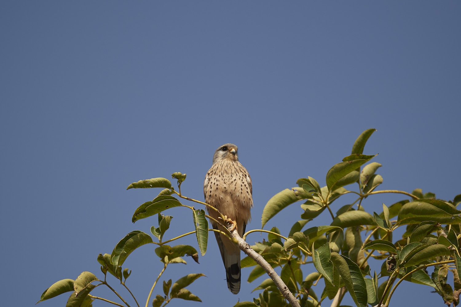 TURMFALKE - COMMON KESTREL