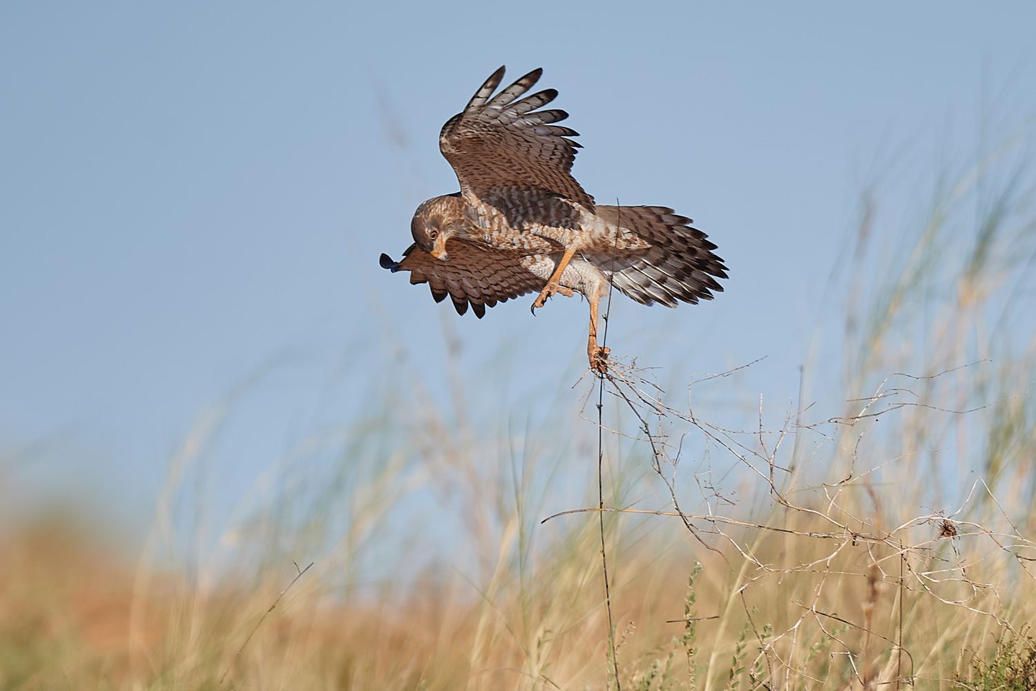 GRAUBÜRZEL-SINGHABICHT - DARK CHANTING GOSHAWK