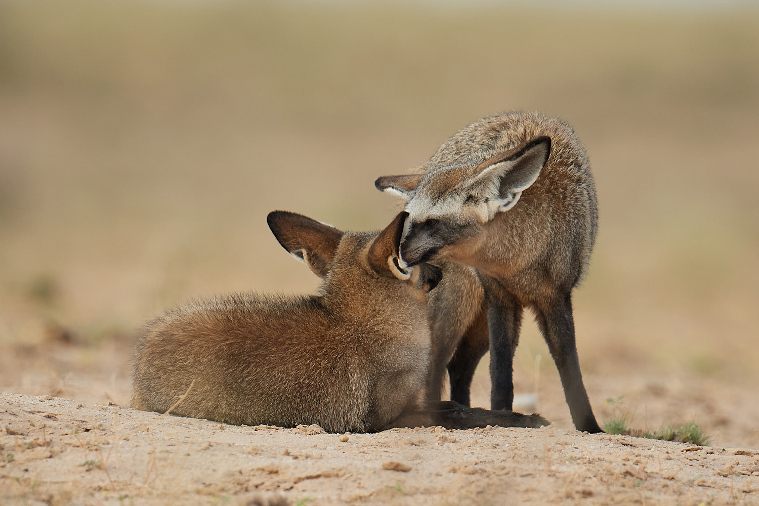 LÖFFELHUND – BAT-EARED FOX