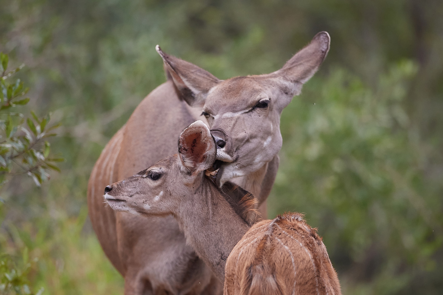 KUDU