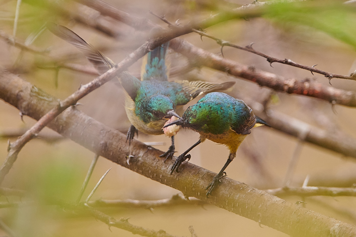 WALDNEKTARVOGEL - COLLARED SUNBIRD