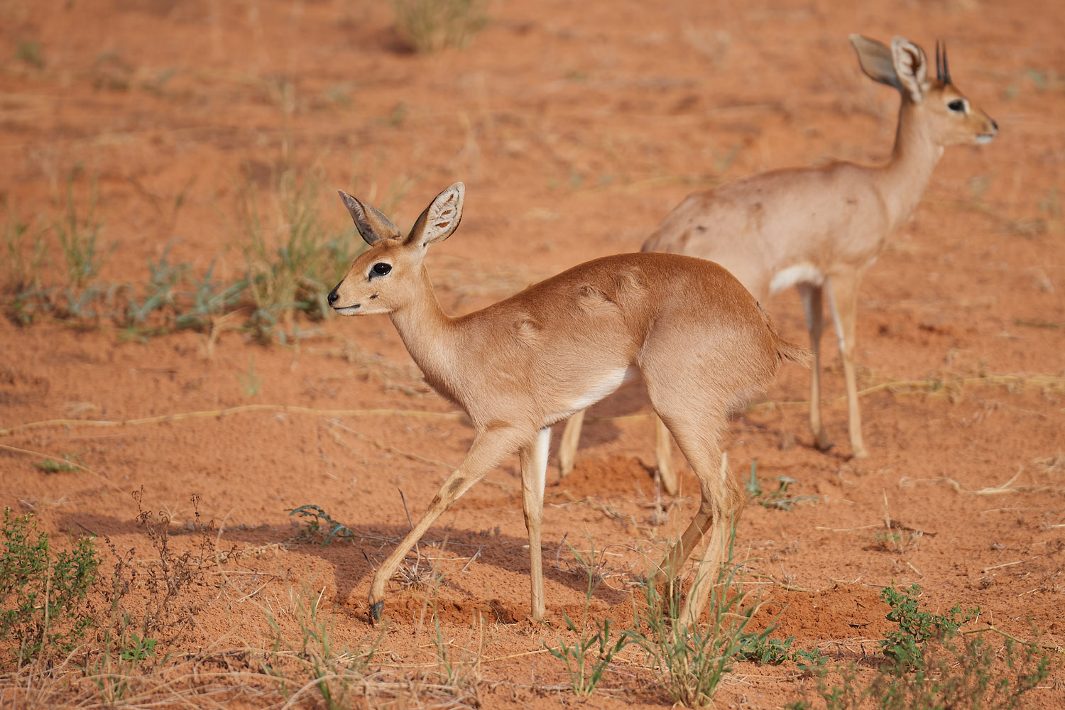 STEINBÖCKCHEN – STEENBOK