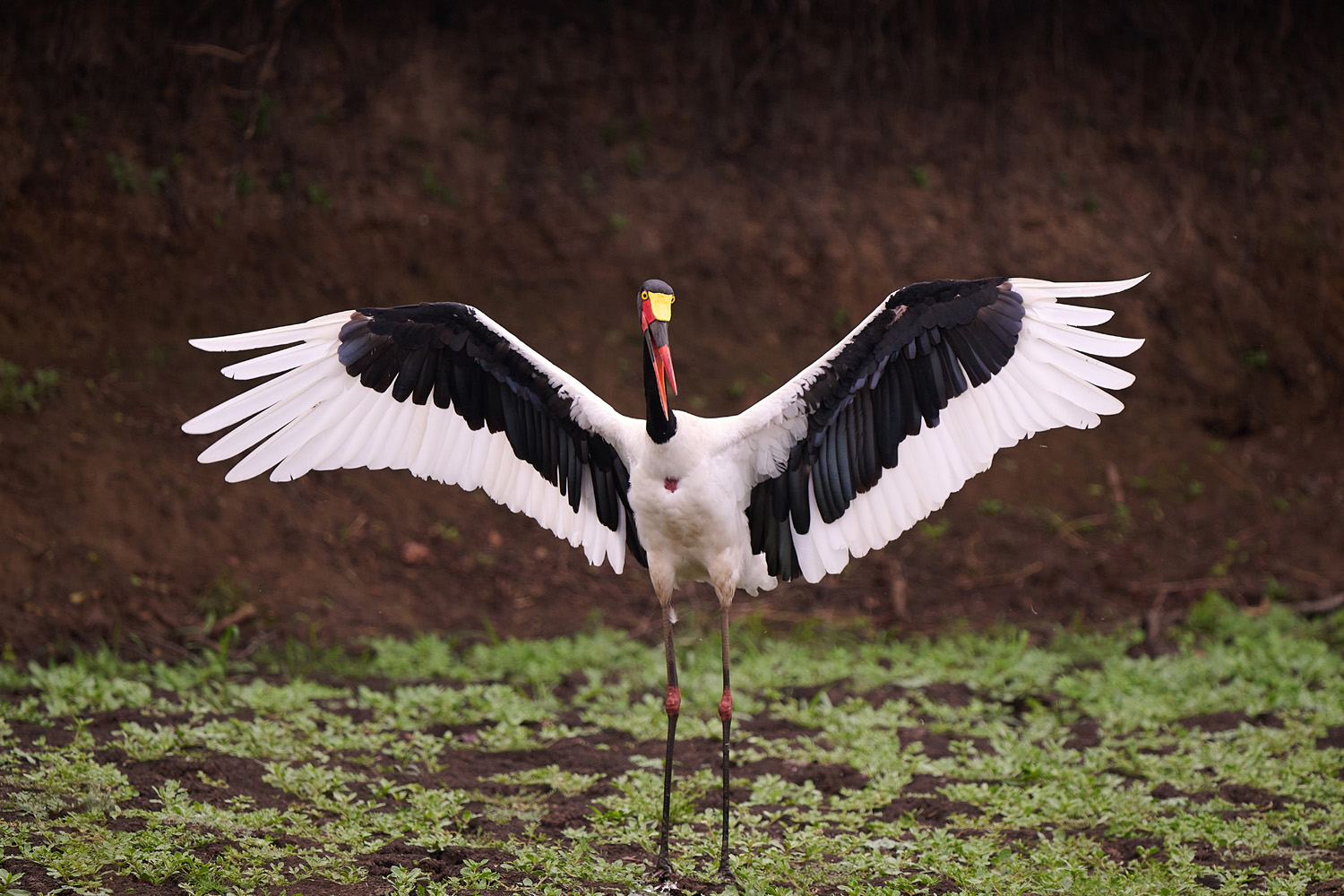 SATTELSTORCH - SADDLE-BILLED STORCK