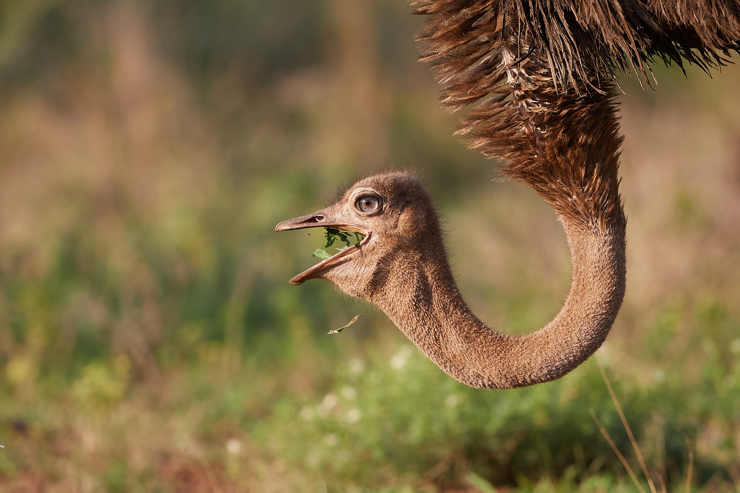 STRAUSS – OSTRICH