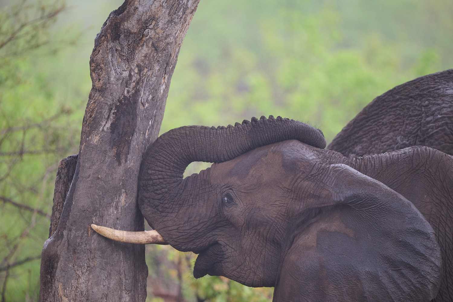 ELEFANT - ELEPHANT