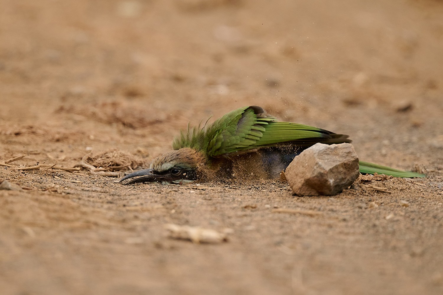 WEISSSTIRNSPINT - WHITE-FRONTED BEE-EATER