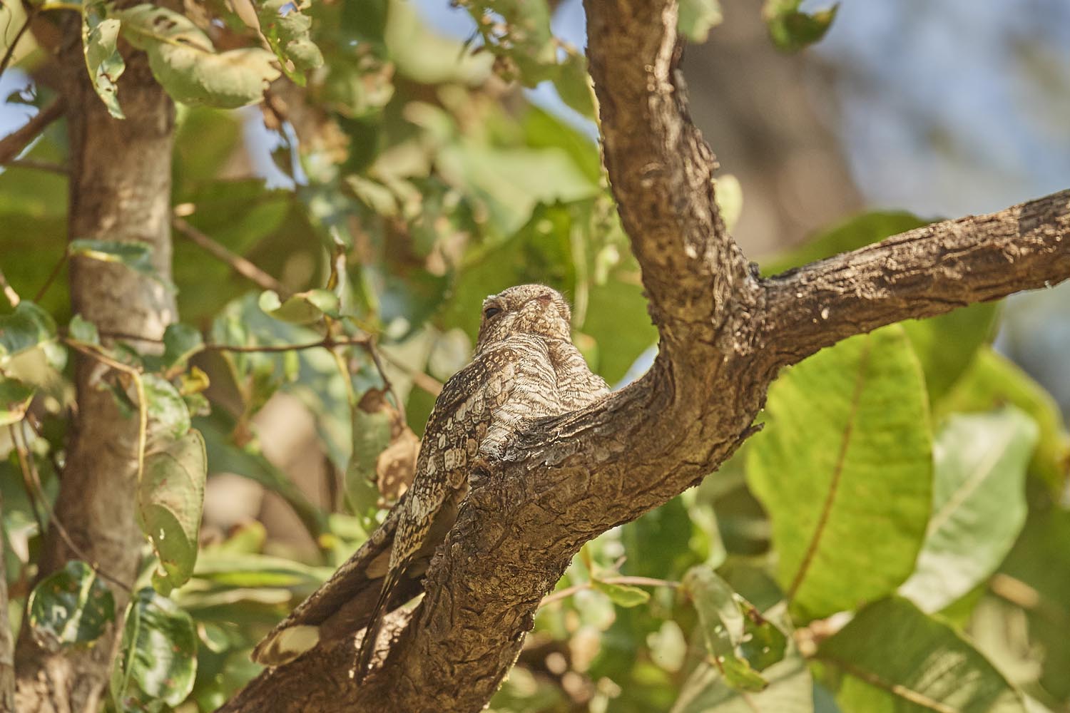 NACHTSCHWALBE - NIGHTJAR