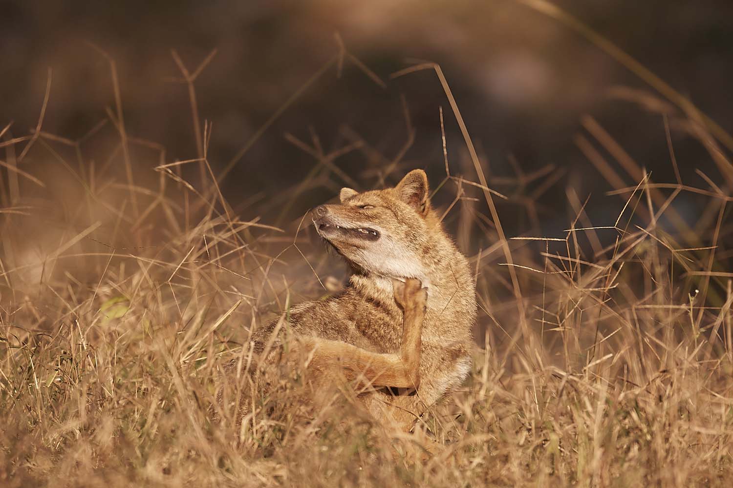 SCHAKAL - JACKAL